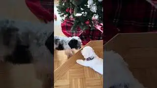 Poor Snoopy Gets Bullied 😢 | He Just Wants to Be Friends 🐾
