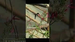 #hammingbird, #birdspecies #birdwatchingparadise #colombianature