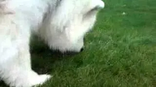 Brewster...licking grass??