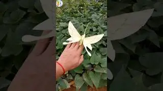 🦋 Palm Leaf Butterfly Craft ✨ | Coconut Leaf Art for Nature Lovers 🌿 #shorts #handmade #diy