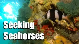 Seeking Seahorses under St Leonards Pier