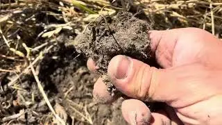 Healthy corn coming up in cover crops!
