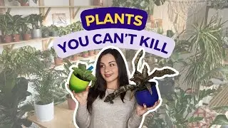 5 Houseplants That Thrive on Neglect | Easy care plants for home