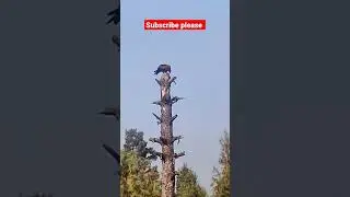 Eagle 🦅 in jungle #eagle @ShortsBreak_Official @discovery @HISTORY @hitclubForest