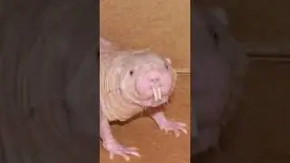 Los animales m&aacute;s feos de &Aacute;frica - Rata topo