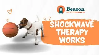 Shockwave Therapy Gets Odie The Dog Walking Again