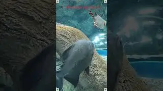 Big Beautiful Fish Close Up Swimming in the Aquarium 🐠🐟🐡Video Relax World of nature tv 🎶 📸
