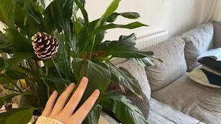 ASMR | Lo-fi Living Room Tour | Soft Spoken | Scratching & Tapping