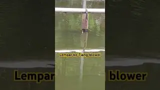 Tutorial mancing Gurame umpan gacor gurame , cara mancing gurame kolam. #mancinggurame #gurame