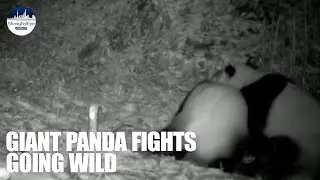 Eye-opening! Infrared camera footage shows how giant pandas fight for supremacy