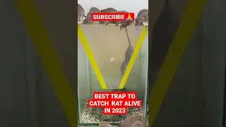 Best trap idea in 2023 #shorts #trap #trending #rat #rattrap #viral #ratcatcher #2023 #viralshorts
