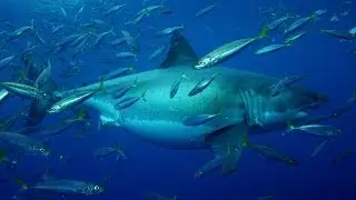 20+ Foot Megashark Filmed in Mexican Waters