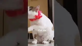 cut cat video beautiful videos so 🐈 cat cut