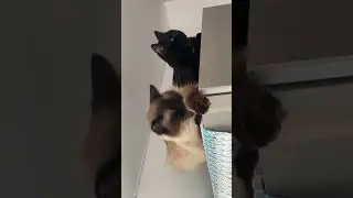 Benya Cat  and Sirius b2b on the #fridge #catdaily