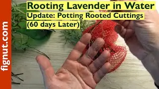Rooting Lavender in Water (Update: Potting Rooted Cuttings - 60 days Later)