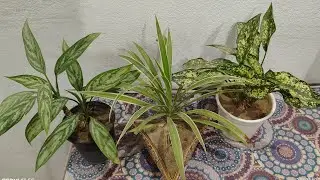 live #Livestream#kuldeepbonsai I am  terrace garden flowering plant and bonsai plant #live