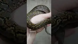 #reptile #snake #snakevideo #retic #reticulatedpython #reticulatuspython #python #viralvideo #viral