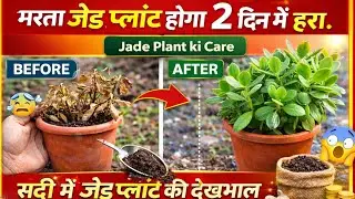 मरता जेड प्लांट होगा 2 दिन में हरा.Jade plant care.jade plant ki care.सर्दी में जेड प्लांट की देखभाल