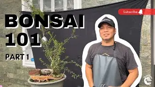 BONSAI 101 EPISODE 1 PUERTO RICAN BOXWOOD (PART 1)