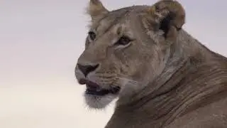 Lioness Resting on Rock free stock footage HD - No Copyright Video - Royalty Free Stock Videos