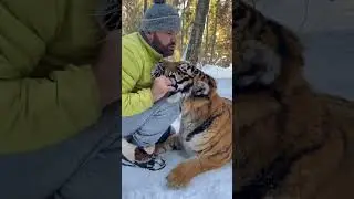Incredible Bond Between a Man and a Tiger in the Snowy Forest