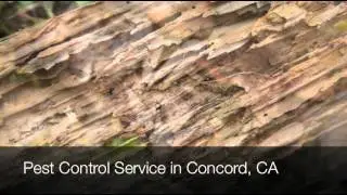 Pest Control Service Concord CA Concord Termite Control