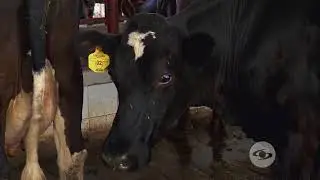 Prevenga la metritis y la endometritis bovina | La Finca de Hoy