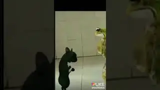 Frog vs mouse