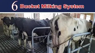 HK Dairies Testimonial: 6 Point Bucket Milking System