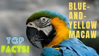 Blue-and-yellow Macaw facts 🦜 Blue-and-gold Macaw 🦜 South American parrot