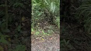Coati in the Panama rainforest