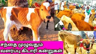வளர்ப்பு கன்றுகள் விலை குறைவான மாட்டுச் சந்தை/valarbu kandrukel/Thirumbi Paar  திரும்பி பார் channel