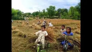 Beauty of punjab village Rahim Yar Khan