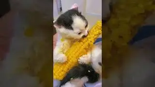 First time as a cat mom