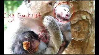 Newborn monkey cry so hurt, It looks pity for newborn monkey, Why mom do like this on it?