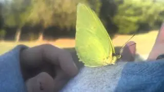 Butterfly tongue.