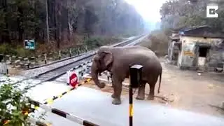 Big Elephant Lifts Barrier To Cross Train Tracks