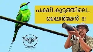 Green Bee Eater (നാട്ടു വേലിതത്ത) Nattu Velithatha - Merops Orientalis