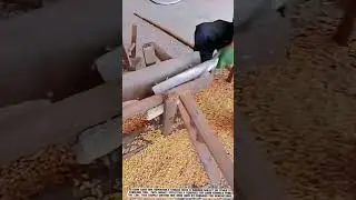 Traditional Method of Shelling Dried Corn by Pounding #AgriculturalInnovation