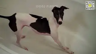 🐶🤯 Cute and Funny Dog Fails That Will Make Your Day! 🤣🐾