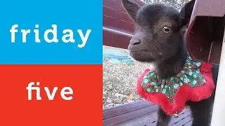 Santa Cat - Holiday Animal Video Compilation (Petco Friday 5)