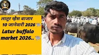 लातूर म्हैस बाजार10-जानेवारी-2026  | Latur buffalo market 10 January 2026#farming #youtube 