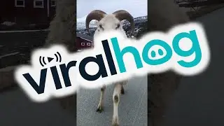 Happy Galloping Sheep || ViralHog