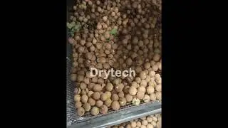 Longan dry testing by our DT100H #dehydrator #quickdrying #dryer