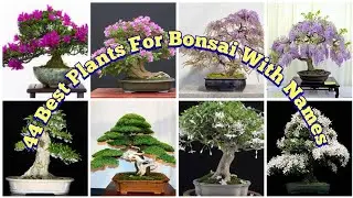 44 Best Plants For Bonsai //Best trees for Bonsai trees #bonsai #bestplant  #TubssamTerracegardening