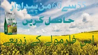 canola ki qchi padwar hasil karien |Crop management in the 