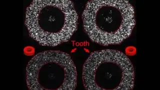 Movie 3 Coherent flows in 12- and 1-tooth CCW and CW ratchets