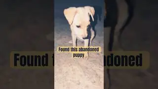 Rescuing and Bringing home Abandoned puppy - rescuing a suspected Labrador puppy