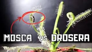 MOSCA VS PLANTA CARN&Iacute;VORA | DROSERA CAPENSIS