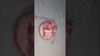 Diy Potli Bag making at home #potlibag #pearls #diy